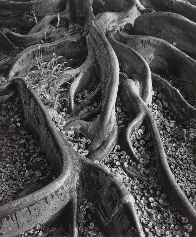 anselm adams tree roots